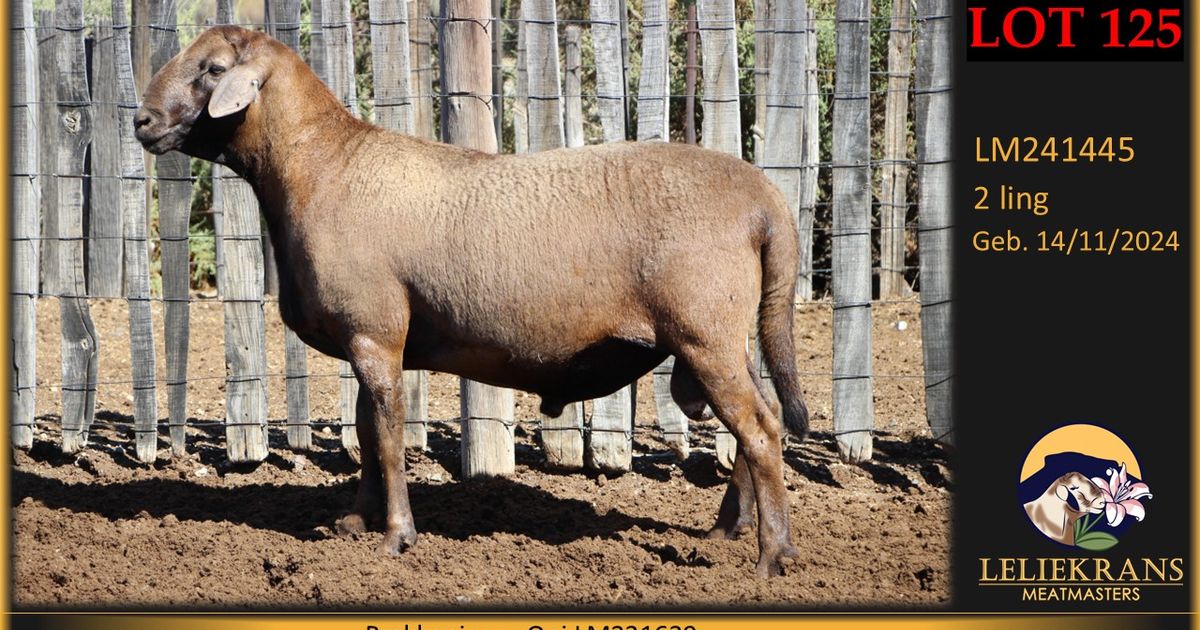 Lot 125 | KAPOKBOS MEATMASTERS 1STE PRODUKSIEVEILING | SwiftVEE | South ...