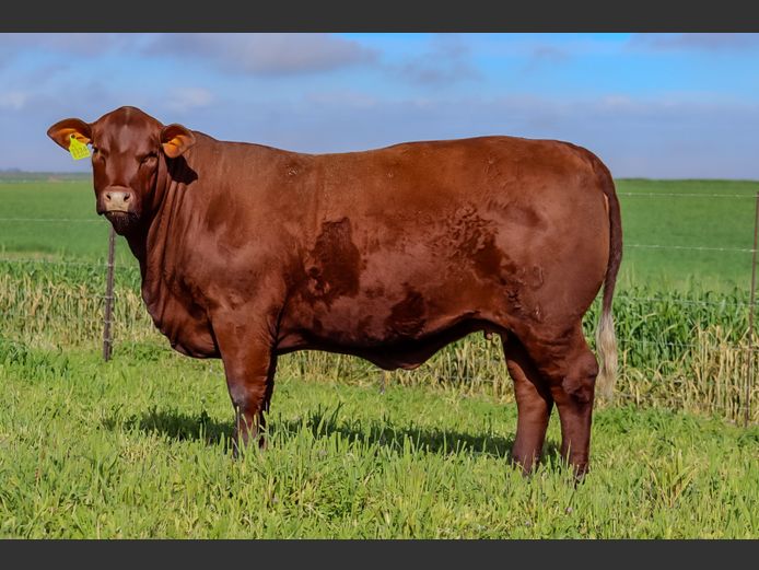 KT  230034 | KOCH FAMILIE TRUST