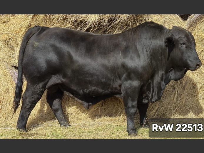 RVW22513 | VAN WYK AJ
