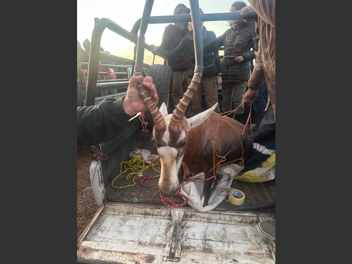 Masker Blesbok | Cillfaris (P Cilliers)