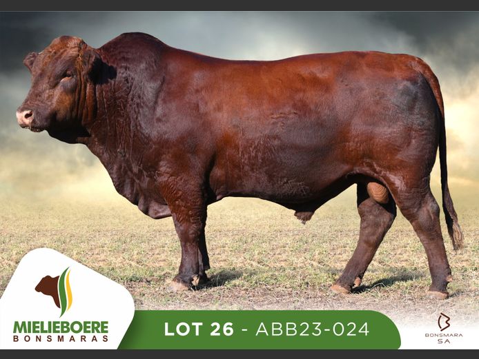 ABB 230024 | ALLEM BROTHERS (PTY) LTD