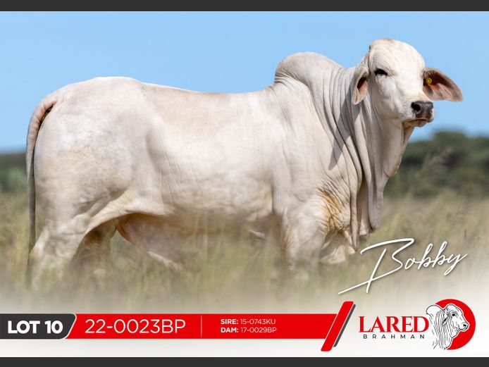 22-0023BP | LARED BRAHMAN