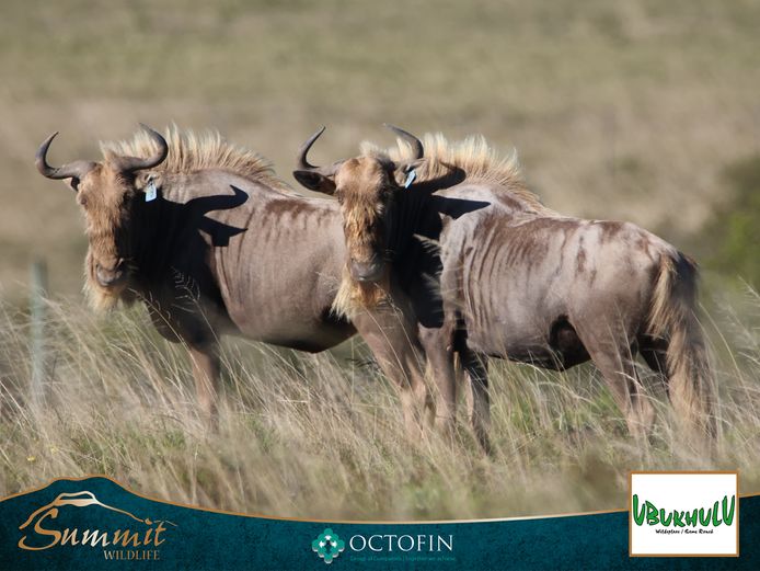 SERETSE WILDEBEEST HEIFERS ICT SERETSE BULL
