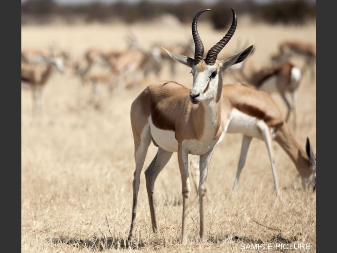 SPRINGBUCK | GOLDEN GAME WILDLIFE