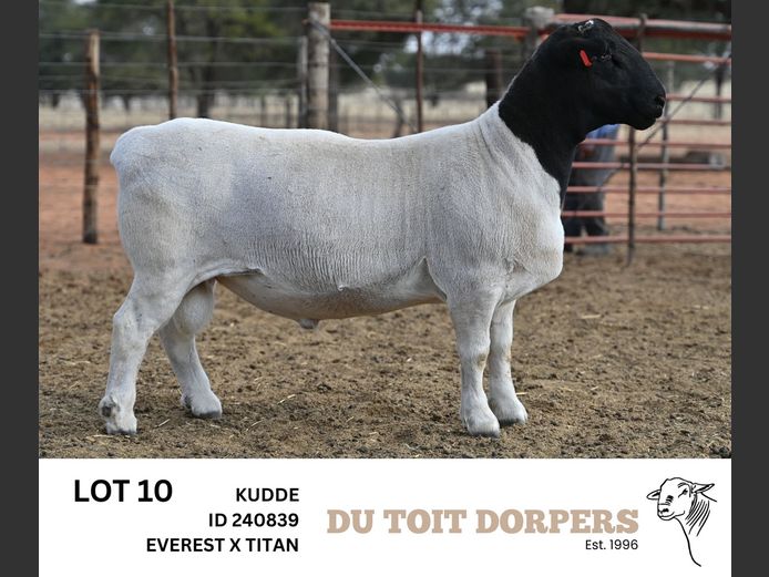 240839 | DU TOIT DORPERS