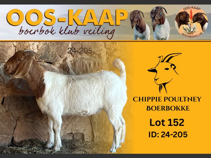 24-205 | Chippie Poultney