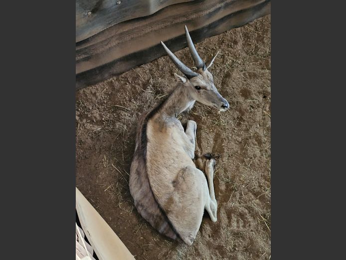 ELAND | R.A.H. WILDLIFE