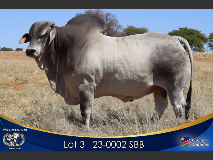 23-0002 SBB | ST BLAIZE BRAHMAN