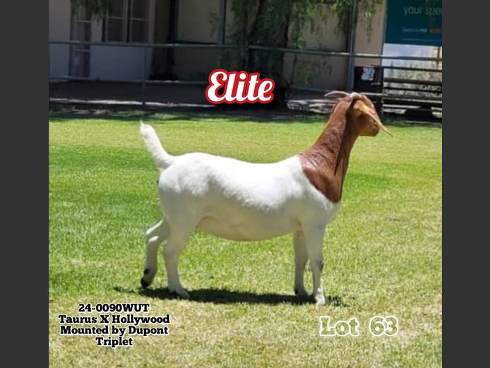 24-0090WUT | ORIVEREKE KLEINVEE STUD