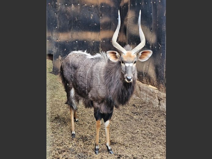 NYALA | BIG HORN