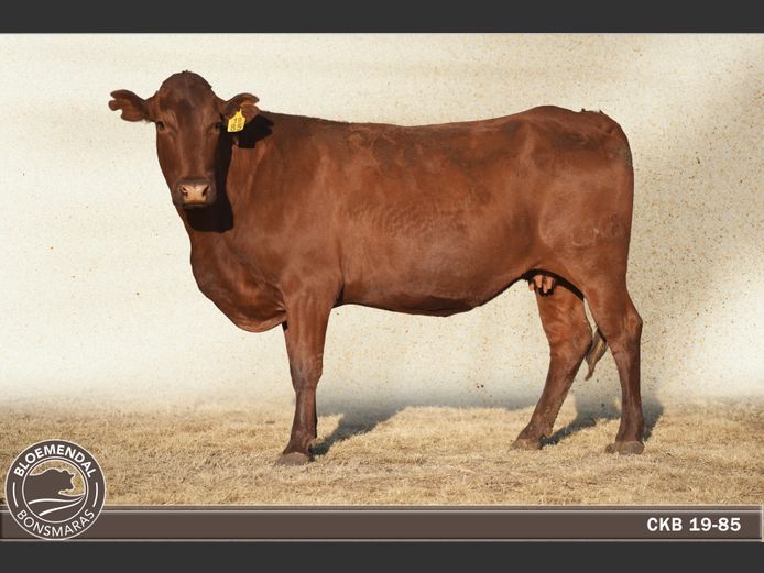 CKB190085 | CHRIS KRUGELL BLOEMENDAL