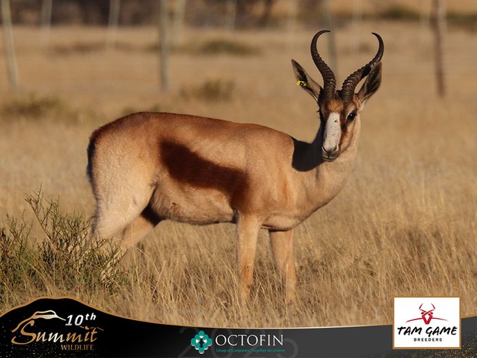 14"+ Copper Springbok Ram