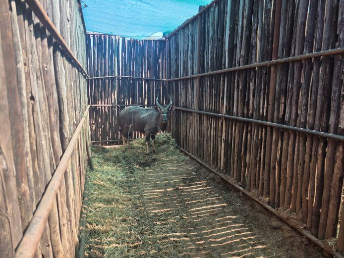 NJALA | MADIAPALA GAME
LODGE