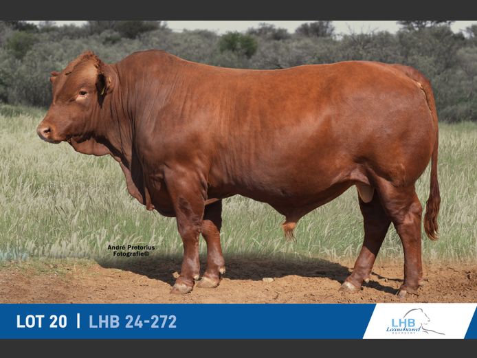 LHB240272 | LEEUHEUWEL BOERDERY (EDMS) BPK