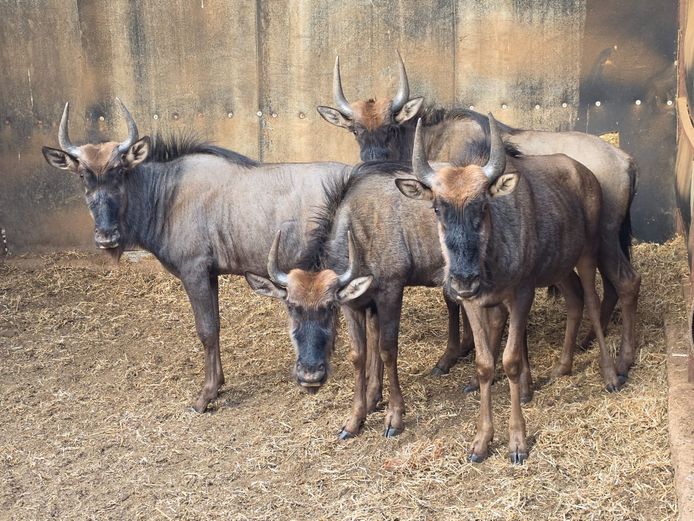 BLOUWILDEBEES | IMPISI SAFARIS