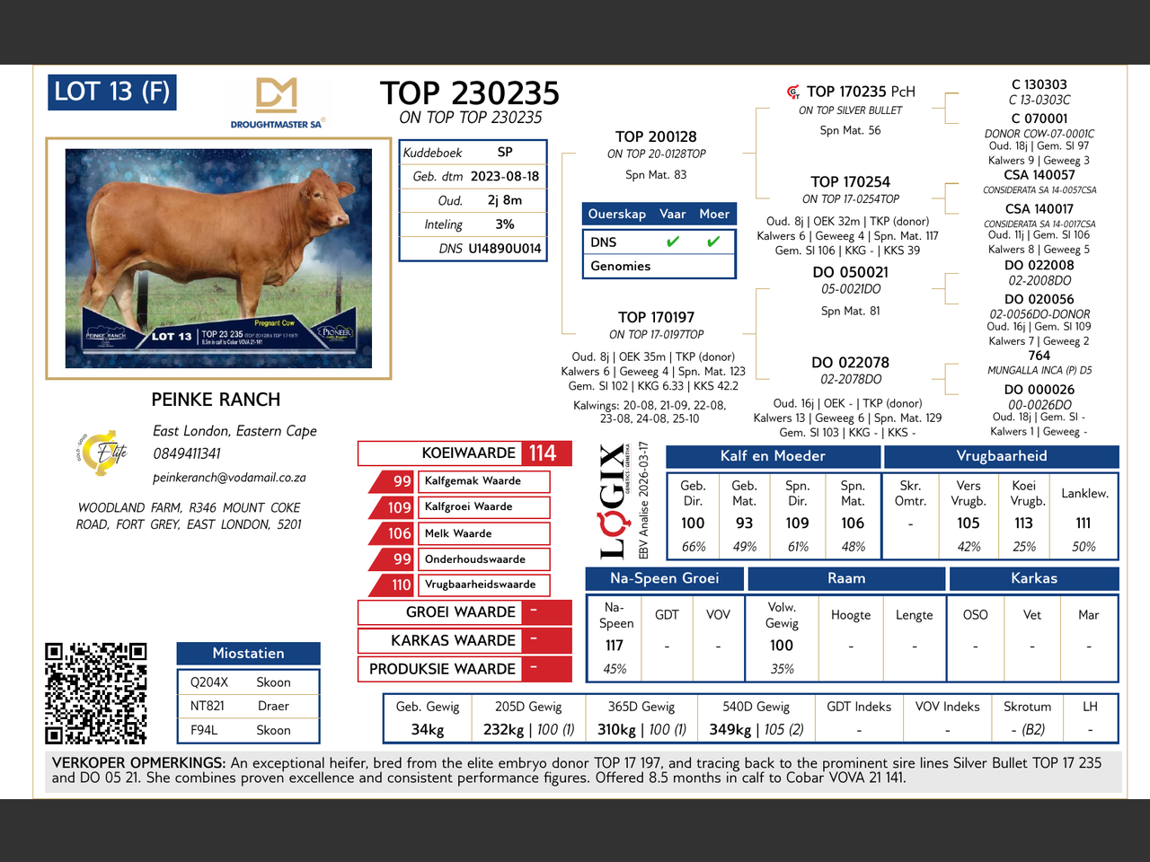 Lot 13 | PIONEER CATTLE BREEDERS BORAN AND DROUGHTMASTER | SwiftVEE ...