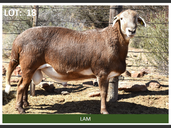 Lot 18 | ELANDSNEK MEATMASTER PRODUKSIEVEILING | SwiftVEE | Livestock ...