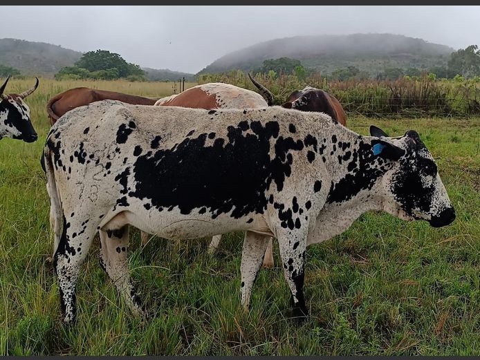 Commercial Animals | DAISIEBOO FARMS (Pty) Ltd