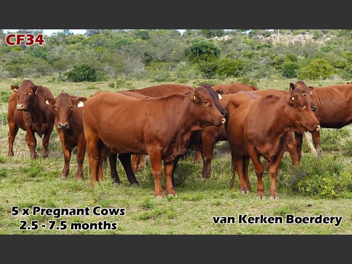 Commercial Females | van Kerken Boerdery