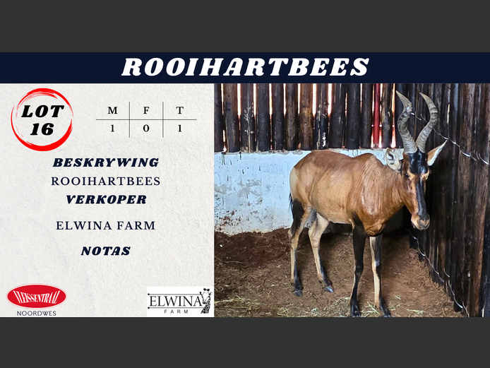 ROOIHARTBEES
