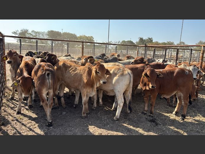 AGRA GROOTFONTEIN WEANER AUCTION