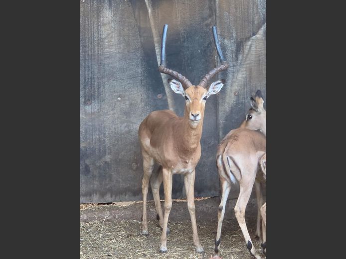 ROOIBOK | IMPISI SAFARIS