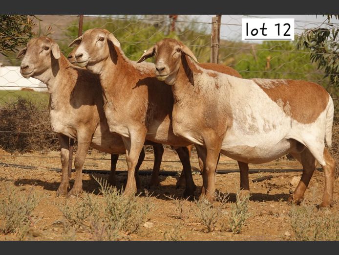 WS  202436 | WILGERBOOM BOERDERY