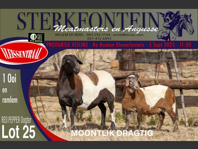 Ewes | Sterkfontein Meatmasters