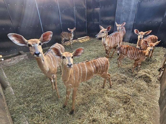 NYALA | INTHABA INDLE