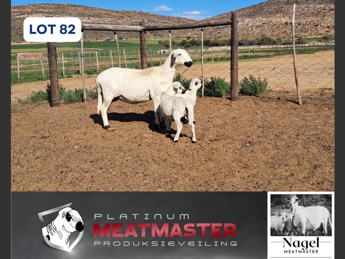 NM24 3076 | Hein Nagel - Nagel Meatmasters, Ladismith WK