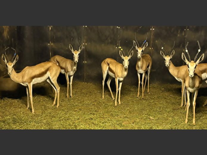 Kalahari Springbok Ooie