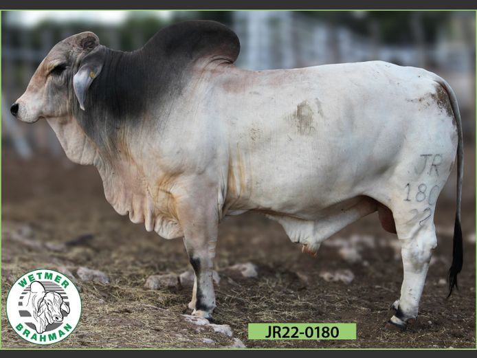22-0180JR | WETMER BRAHMAN