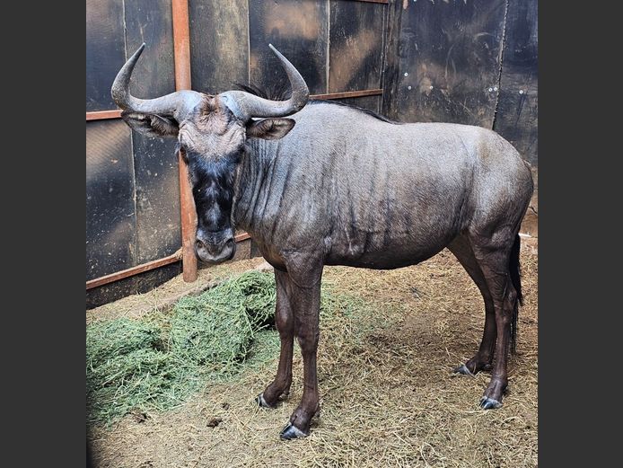 BLUE WILDEBEEST | GNG PROJECTS