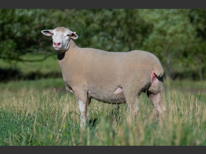 MS 240128 | J.L. DU RANDT