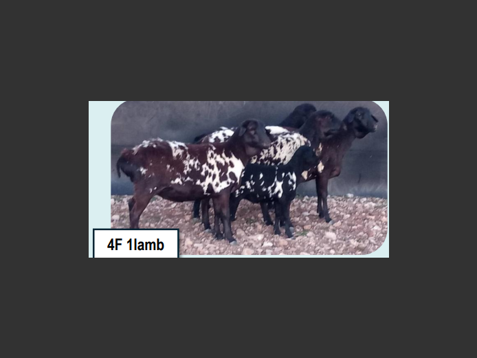 SPECKLED PERSIAN SHEEP | ANNUAL MYTILUS AND ELOFF