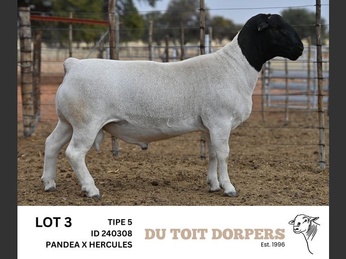 231038 | DU TOIT DORPERS
