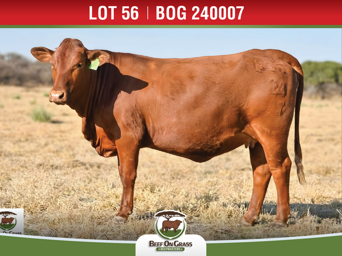 BOG 240007 | BEEF ON GRASS PTY LTD