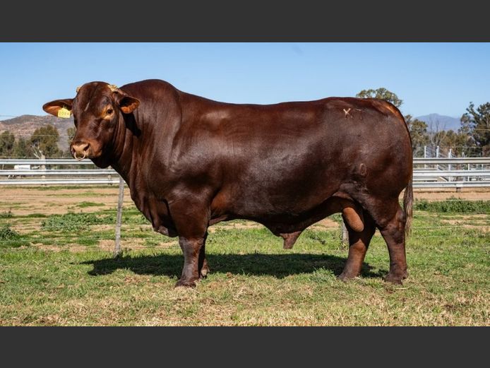 KT  200084 | P.J. NIEMAND