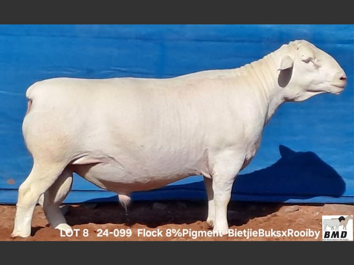 24-099 | BROER MARITZ DORPERS