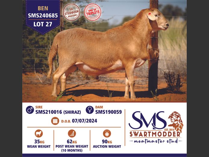 SMS240685 | SWARTMODDER MEATMASTER STUD