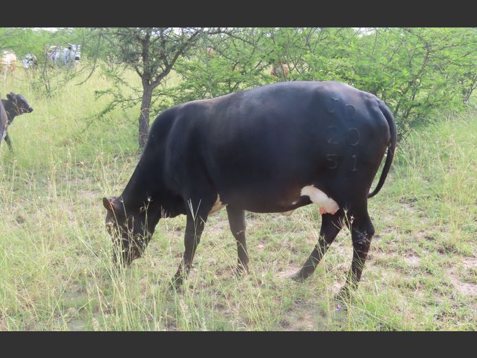 Commercial Animals | MATLA (O.T. Jannasch)