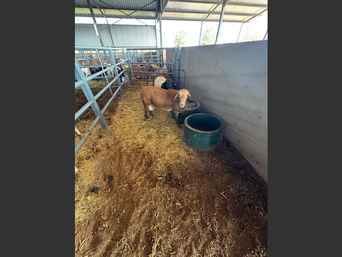 DORPER | LOUMA BOERDERY