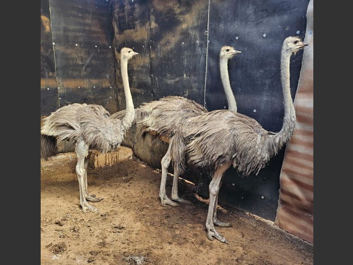 OSTRICHES | NUM-NUM