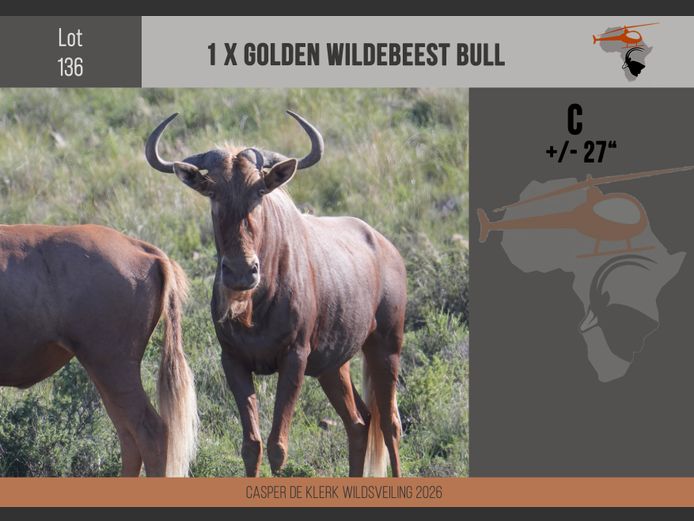 Golden Wildebeest (+- 27")