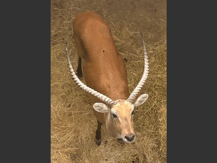 Lechwe Jagram