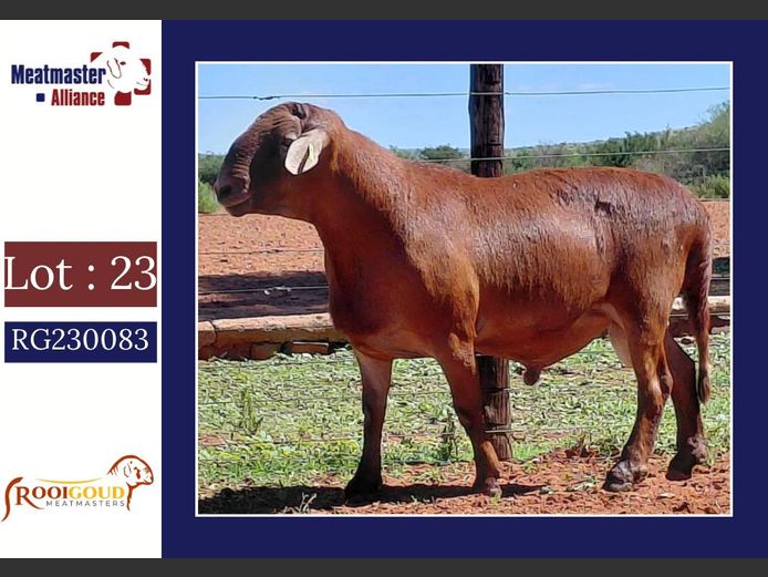 M3248 | Rooigoud Meatmasters