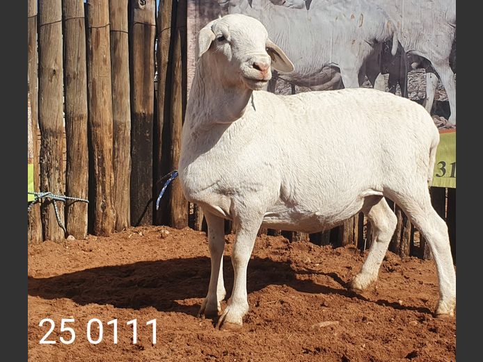 25 111 | Johan Stadler