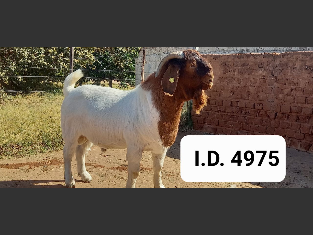 images