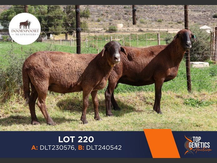 Ewes | DIRK LOTTER