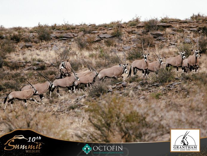36-40" Oryx Cows